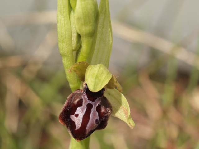 Orchidee dalla murgia Materana